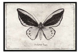Gerahmter Kunstdruck Ornithoptera Radiance