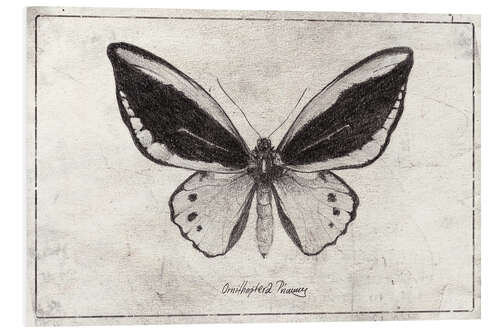 Foam board print Ornithoptera Radiance