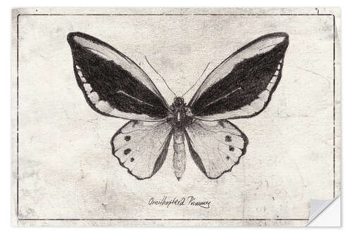 Wall sticker Ornithoptera Radiance