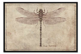 Gerahmter Kunstdruck Anax-Imperator