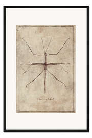 Gerahmter Kunstdruck Phasmatidae