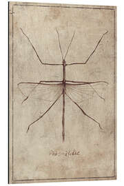 Magnettafel Phasmatidae