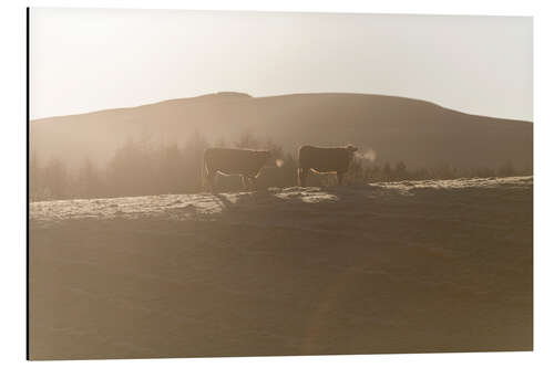 Obraz na aluminium Cows on a Farm at Sunset