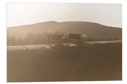 Tableau en PVC Vaches dans une ferme au coucher du soleil