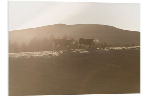 Tableau en plexi-alu Vaches dans une ferme au coucher du soleil