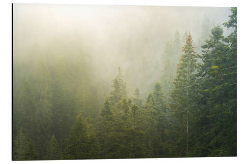 Aluminium print Misty green forest