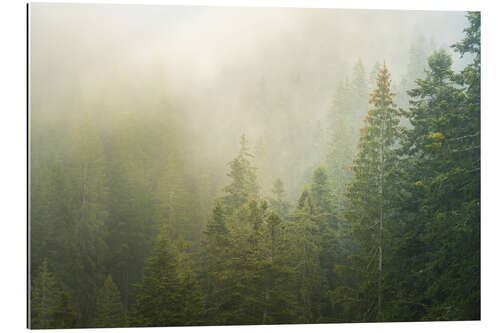 Gallery print Misty green forest