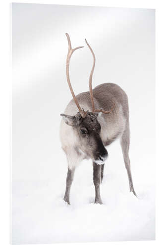 Akrylglastavla Reindeer in Lapland in the Arctic