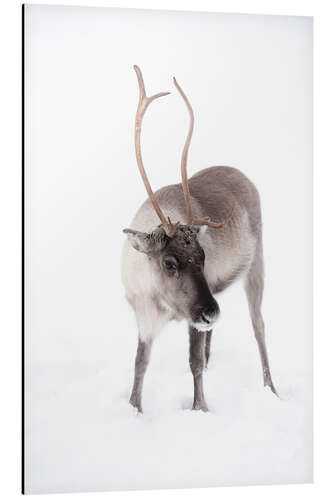 Aluminium print Reindeer in Lapland in the Arctic