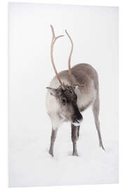 Foam board print Reindeer in Lapland in the Arctic