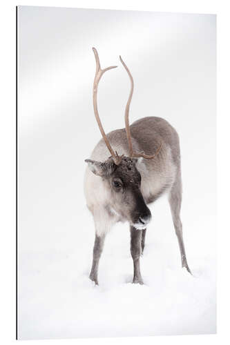 Gallery print Reindeer in Lapland in the Arctic