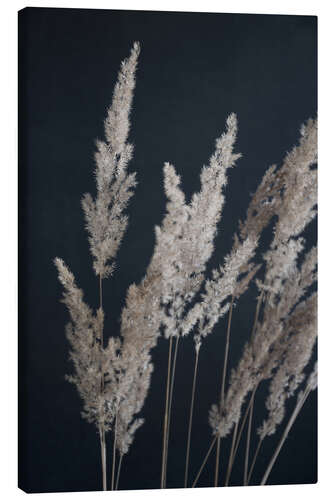 Tableau sur toile Herbe des pampas sur fond noir