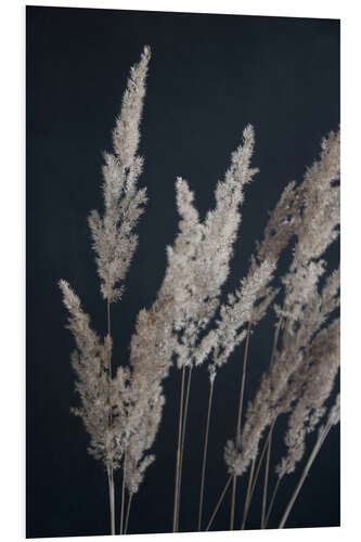 Foam board print Pampas grass on black background