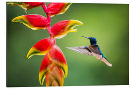 Alubild Kolibri im Regenwald von Costa Rica