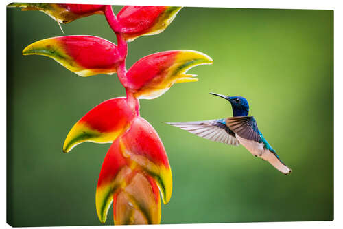 Lienzo Colibrí en la selva de Costa Rica