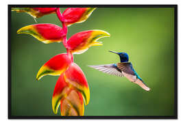 Gerahmter Kunstdruck Kolibri im Regenwald von Costa Rica