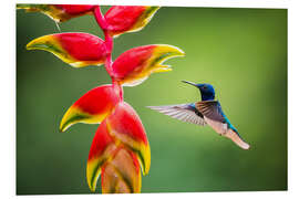 Foam board print Hummingbird in the Rainforest of Costa Rica