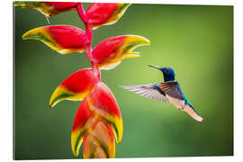 Gallery print Hummingbird in the Rainforest of Costa Rica