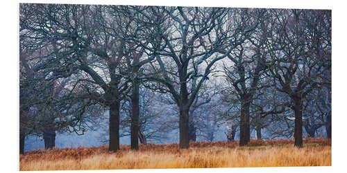 Foam board print Enchanted Woodland on a Misty Morning