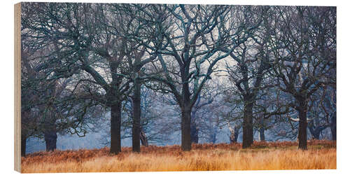 Wood print Enchanted Woodland on a Misty Morning