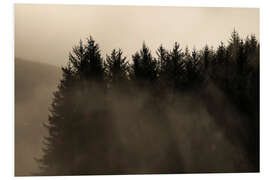 Foam board print Misty Trees in a Forest in the Mountains at Sunset