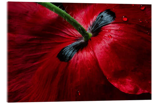 Acrylic print Poppy