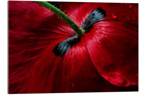 Galleriprint Poppy