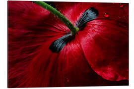 Galleriprint Poppy