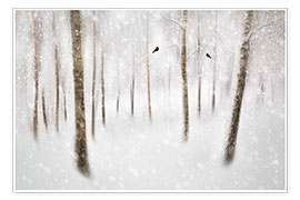 Poster Winter birch trees