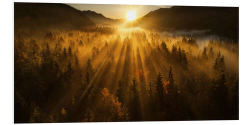 PVC-taulu Aerial view of an autumn forest