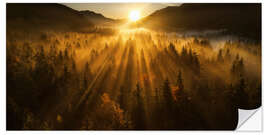 Sisustustarra Aerial view of an autumn forest