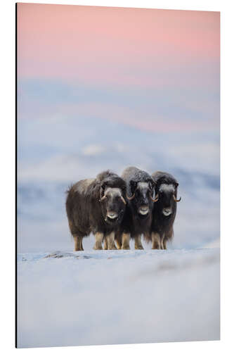 Stampa su alluminio Musk ox in the snow