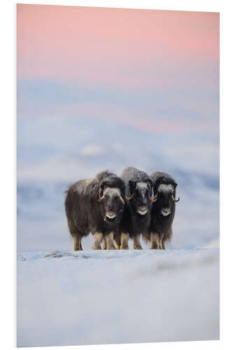 PVC-tavla Musk ox in the snow