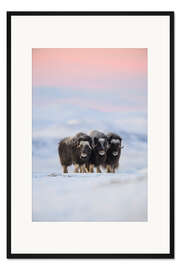 Gerahmter Kunstdruck Moschusochsen im Schnee