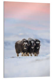 Gallery print Musk ox in the snow