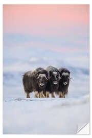 Naklejka na ścianę Musk ox in the snow