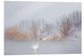 Acrylic print Swan in the fog