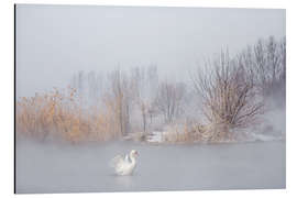 Aluminiumsbilde Swan in the fog