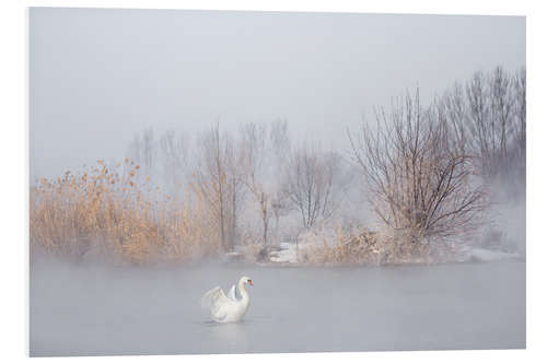 Foam board print Swan in the fog