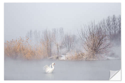 Sticker mural Cygne dans le brouillard