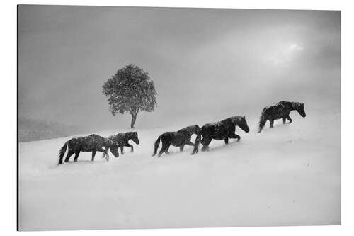 Cuadro de aluminio Caballos en una tormenta de nieve