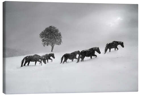 Canvastavla Horses in a snow storm