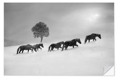 Wall sticker Horses in a snow storm