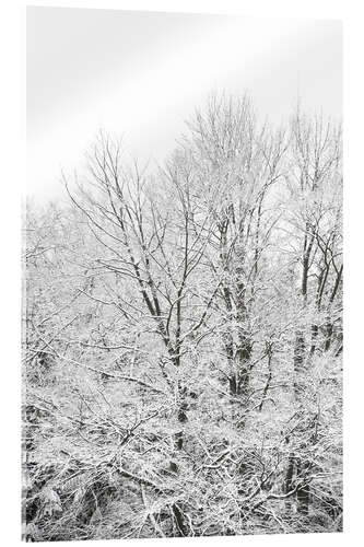 Stampa su vetro acrilico Splendore della neve - quando gli alberi verdi diventano bianchi in inverno