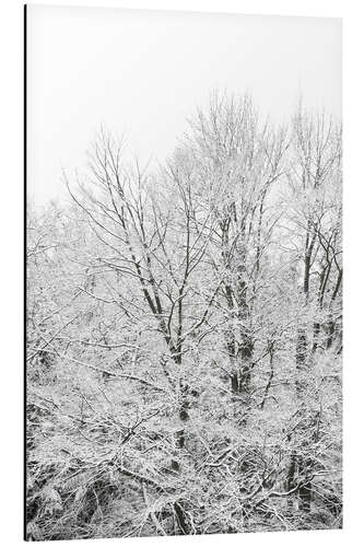 Stampa su alluminio Splendore della neve - quando gli alberi verdi diventano bianchi in inverno