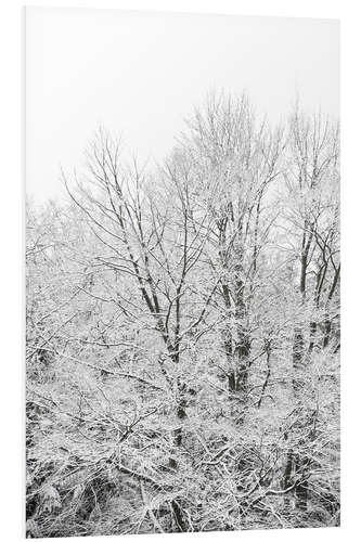 Foam board print Snow splendor - when green trees turn white in winter