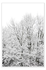 Wandbild  Schneepracht - wenn grüne Bäume im Winter weiß werden - Studio Nahili