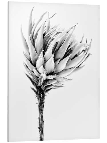 Aluminium print Black and white Protea II