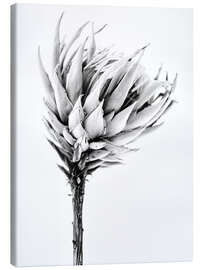 Canvas print Black and white Protea II