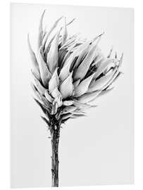 Foam board print Black and white Protea II